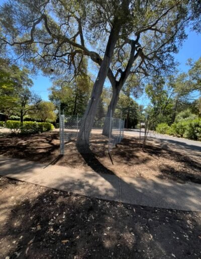Chain link temporary fence around mature trees
